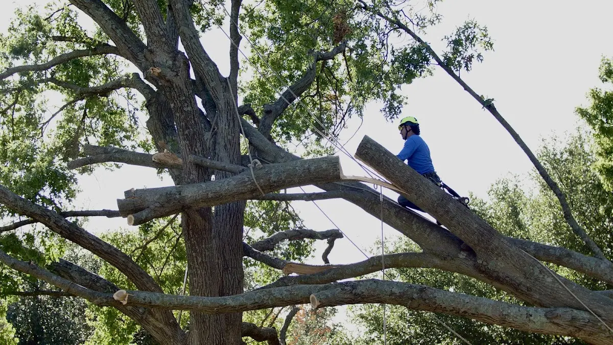 Professional Crown Thinning performed by certified arborists in Yoakum